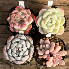 2024年最新】SUCCULENTの人気アイテム - メルカリ