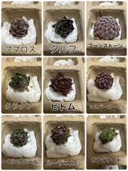 センペルビウム12種類セット④