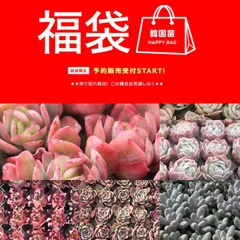 2025年最新】多肉植物福袋の人気アイテム - メルカリ