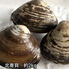活き ホッキガイ 殻付き 活き 約2kg 北寄貝 貝 生きてる 冷蔵便