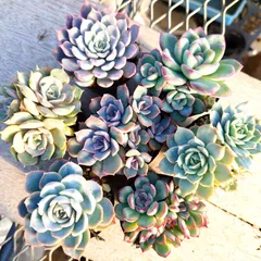 2025年最新】イードンスノーの人気アイテム - メルカリ