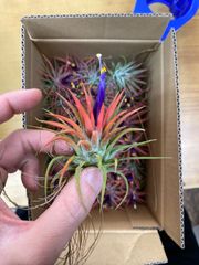 入荷したて　イオナンタ・メキシコのサムネイル
