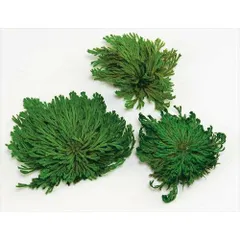 2025年最新】イワヒバの人気アイテム - メルカリ