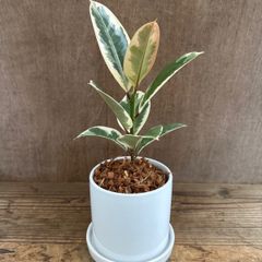 フィカス Ｅ. ティネケ ① Ficus elastica ‘Tineke’ 白陶器鉢 現品 クワ科 フィカス属 ゴムの木 観葉植物 観葉 植物 珍奇植物 珍しい レア 希少 インテリア プレゼント おしゃれ かわいい グリーン 贈り物 花言葉 永久の幸せ