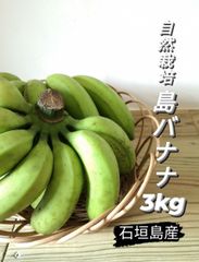 石垣島産 島バナナ（自然栽培）3kg