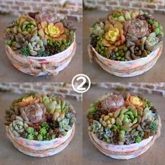 そのまま飾れる多肉植物寄せ植え②セール中 - メルカリ