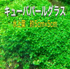 キューバパールグラス 水上葉