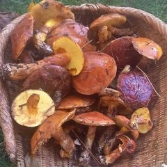 天然きのこ132　訳ありハナイグチ1kg