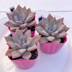 多肉植物 韓国苗 バニラビズ＆バニラビズ錦 バニラビズ | RuPo 多肉