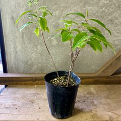 ベビーキウイ ケンズレッド メス 挿し木苗 抜き苗 H | Mercari