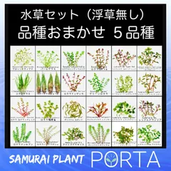 水草 セット （浮草無し）　品種おまかせ　水上葉 5品種セット アクアリウム ビオトープ ボトルアクア テラリウム メダカのサムネイル