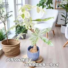 2025年最新】パキラ ミルキーウェイ 実生の人気アイテム - メルカリ