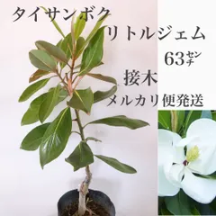 2024年最新】泰山木の花の人気アイテム - メルカリ