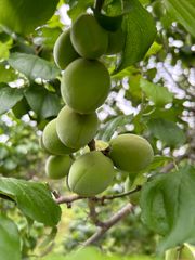 山梨県産　無農薬　青梅（白加賀）宅急便コンパクトいっぱい　送料込み