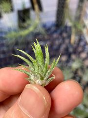 【ネコポス】チランジア イオナンタ スター Tillandsia ionantha 'star'　キンクマ農園☆T0136