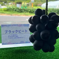 山梨県産シャインマスカット現品1 2.7kg 藤稔超訳あり2キロ