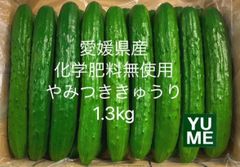 10/21朝採れ‼️愛媛県産化学肥料無使用 やみつききゅうり1.3kg