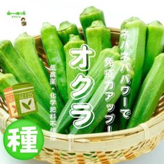 オクラの種　１袋５０粒以上