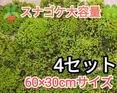 苔 ハイゴケ 送料込み 40㎝✖︎28㎝ 砂ゴケ - メルカリ