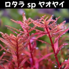ロタラ sp ヤオヤイ  3本 水中葉  送料無料