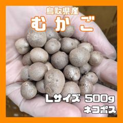 鳥取県産】むかご 500g Lサイズ(1.5～2cm) 長芋 ねばりっこ - あんどう