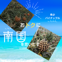 ほんのり桃の香りが特徴の　ピーチパイン　沖縄県産　パイナップル　小玉2〜3玉　お土産　沖縄フルーツ　※送料無料　フルーツ　果物　くだもの　フルーツ旬の味覚　国産　日本産　人気【タイムセール】