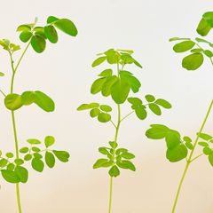 無農薬モリンガ　小苗
