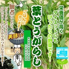 【クール便】葉とうがらし(葉唐辛子）　☆実つきです！　栽培期間中農薬不使用・化学肥料不使用　埼玉県産　約６００ｇ