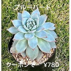 ブルーバード  多肉植物  エケベリア  抜き苗
