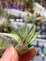 【みぃこどん様専用】チランジア ロゼイフローラ 野生採取クローン株 Tillandsia roseiflora wild clone　 キンクマ農園☆T0021