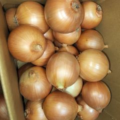 北海道産玉ねぎL玉箱込み4.5キロ