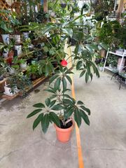 チューピダンサス　曲がり　8号　シェフレラ　引取り限定　鉢カバーは別途品　幸せ　観葉植物　インテリア　グリーン　おしゃれ　個性的　樹型　丈夫　屋内　リビング　玄関　オフィス　ショップ