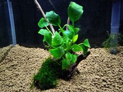 397．流木付き水草 アヌビアスナナ 南米ウィローモス