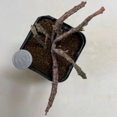 多肉植物　ユーフォルビア　プラチクラダ　ゾンビプラント　抜き苗　根付き