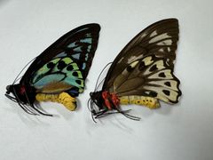 蝶の標本★マライタ島産アオメガネペアNo2