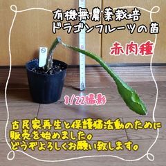 【ぐんぐん育ってます♪】無農薬栽培 ドラゴンフルーツ(赤)の苗 ⑪