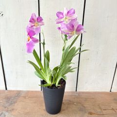 ミルトニア4号ロング鉢⑥