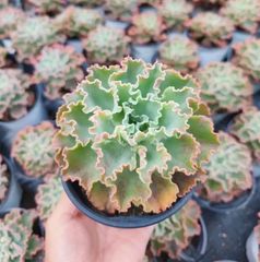 2株の抜き苗セット】ブルーバード錦 多肉植物 佐川急便発送