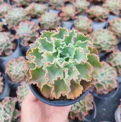 多肉植物 韓国苗　ブルーハイヒール レア】多肉植物 韓国苗4種セット 多肉植物 Dia Lily 通販
