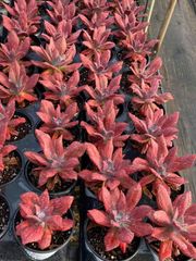 抜き苗 ダイヤモンド錦 MY84×18株 ふっくら 多肉植物 エケベリア サボテン 韓国苗 新入荷