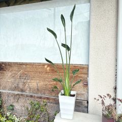 ストレリチア　ノンリーフ　ユンケア　6号鉢