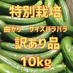 10キロ弱！大容量でお得！！農家直送美味しいきゅうり！ 10キロ弱！ サイズバラバラ！ 曲がりきゅうり　訳あり　きゅうり　10キロ　10kg　産地直送品