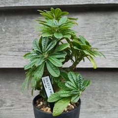 2024年8.2生まれ⭐️ドルステニアギガス実生⭐️めちゃ元気！極上美苗美品発根済 2025年最新】ドルステニア ギガスの人気アイテム - メルカリ