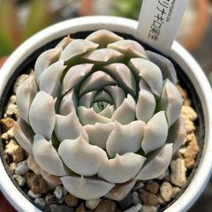 ★原種エケベリア！★ヒアリナギロ 実生 多肉植物（抜き苗）ケーレス 自家実生苗