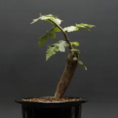 ブルセラ ファガロイデス 希少 実生 (検 オテロイ チタノタ Bursera fagaroides【ブルセラ・ファガロイデス・実生