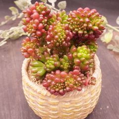 四種発送	R209	レッドベリー綴化	【イータニク】多肉植物　韓国苗