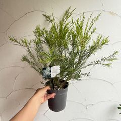 【庭木】メラレウカ・スノーインサマー　5号ラベル苗　樹高70cm～90cm