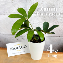 【再入荷】人気種 ザミア フルフラセア 4号ロング プラ鉢 投げ込み ソテツ