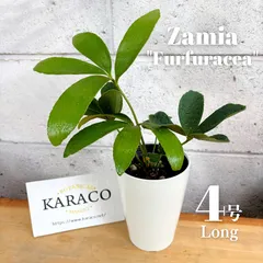 2025年最新】斑 ソテツの人気アイテム - メルカリ