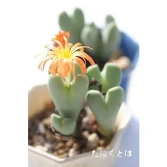 聖園 2頭 コノフィツム 2寸ポット 小型タビ型 昼咲き種 淡赤花 メセン科 根付苗 アフリカ原産 珍品多肉植物 多肉永遠